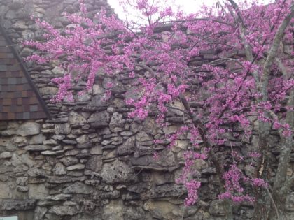 A redbud against the rocks of the building