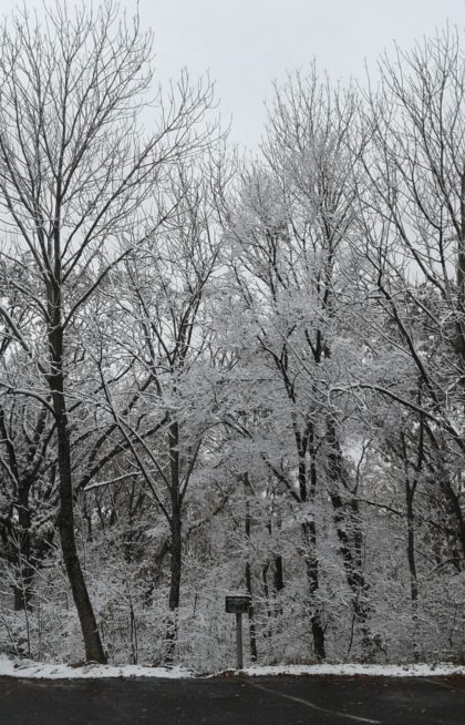 Snow on trees