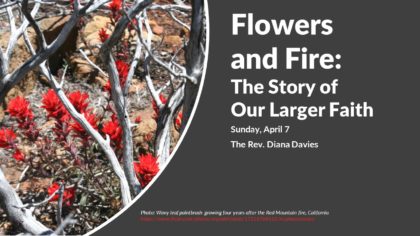 Flowers blooming after a wildfire