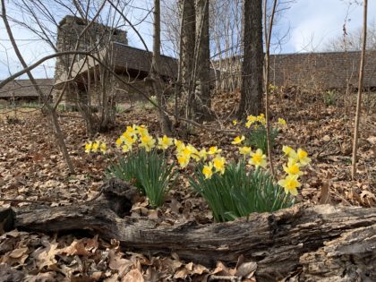 Yellow daffodils with a church in the background