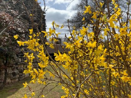 Bright yellow forsythia shrub next to a rock building
