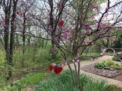 A redbud tree with new red leaves in front of a trail