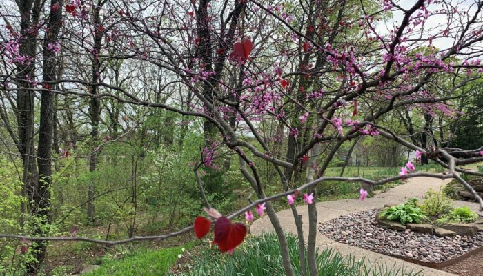 A redbud tree with new red leaves in front of a trail